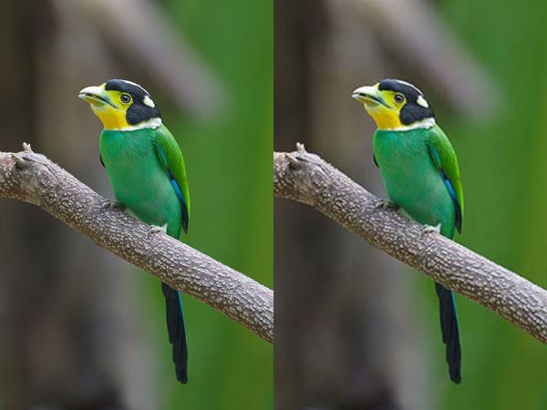 Side-by-side comparison of a colourful bird perched on a branch.