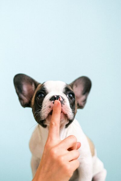 A French Bulldog puppy with a person's finger held to its nose.